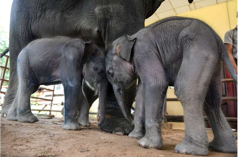 Baby elephant twins born last week on a timber camp in Myanmar are thriving after a wobbly first few days in the world