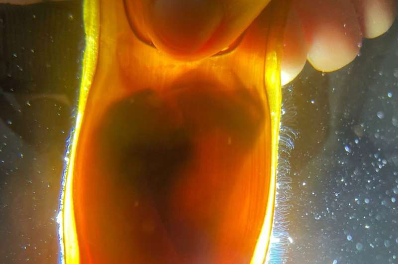 Baby Maugean skate hatches from captive-laid egg in world first for the endangered species