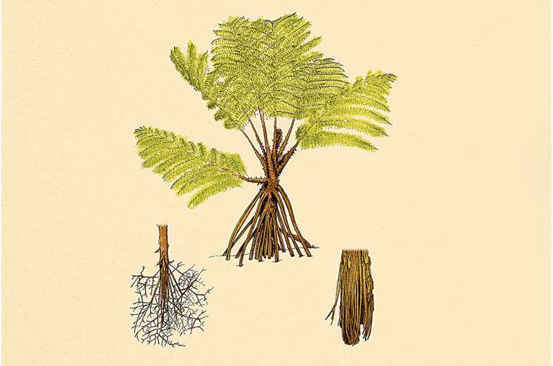 Back from the dead: Tropical tree fern repurposes its dead leaves