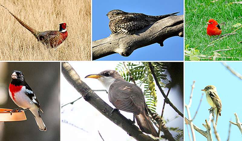 Дворы и городские парки уникальным образом поддерживают разнообразие птиц