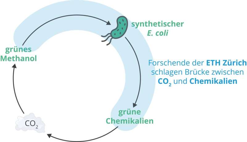 Bacteria for climate-neutral chemicals of the future