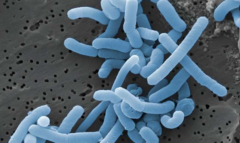 Bacteria in your gut can improve your mood − new research in mice tries to zero in on the crucial strains