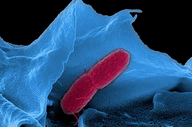 Bacterial RNAs have shorter lifetimes than expected