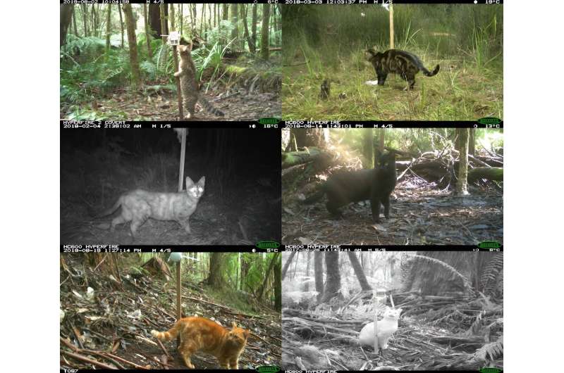 Baiting foxes can make feral cats even more 'brazen', study of 1.5 million forest photos shows