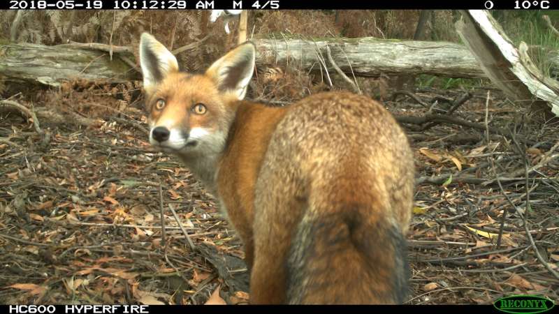 Baiting foxes can make feral cats even more 'brazen', study of 1.5 million forest photos shows