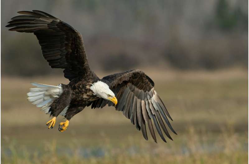 bald eagle