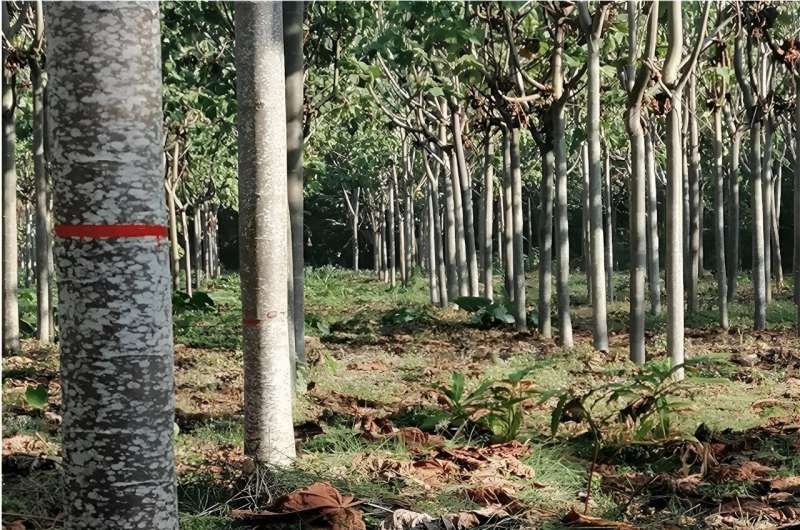 Balsa tree is suitable for planting in Xishuangbanna