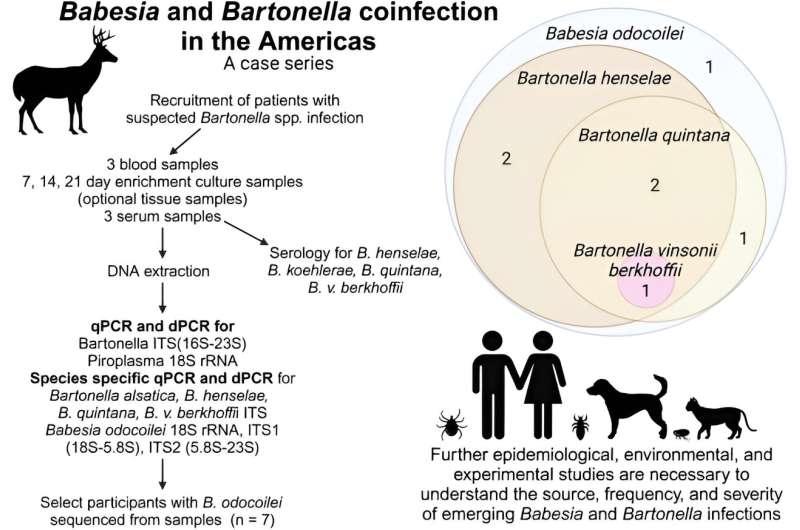 Bartonella and Babesia Co-Infection Detected in Patients with Chronic Illness