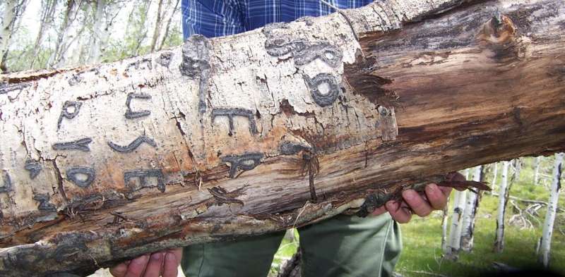 Basque immigrant sheepherders left their marks on aspen trees in the American West