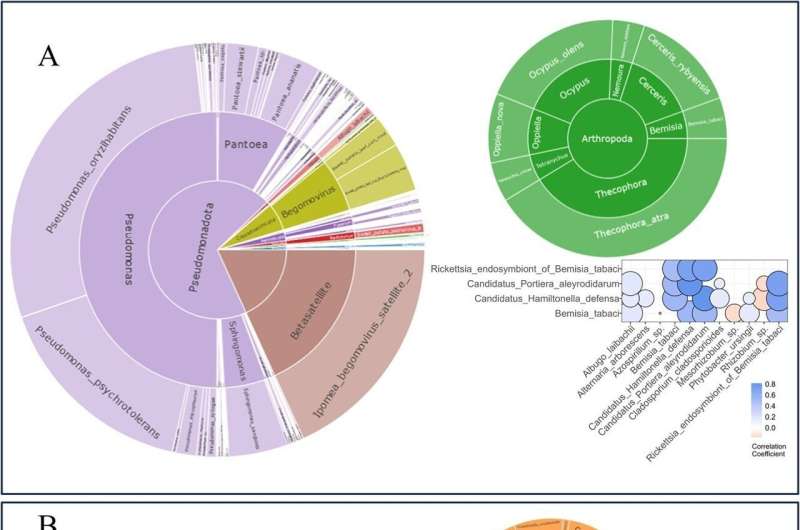 Battling bugs with big data: sweetpotato's genomic-metagenomic pest shield