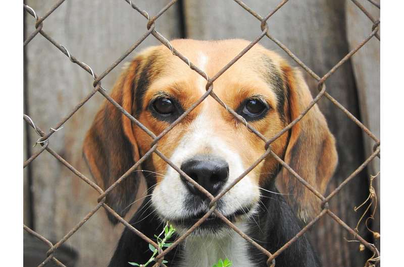 beagle locked