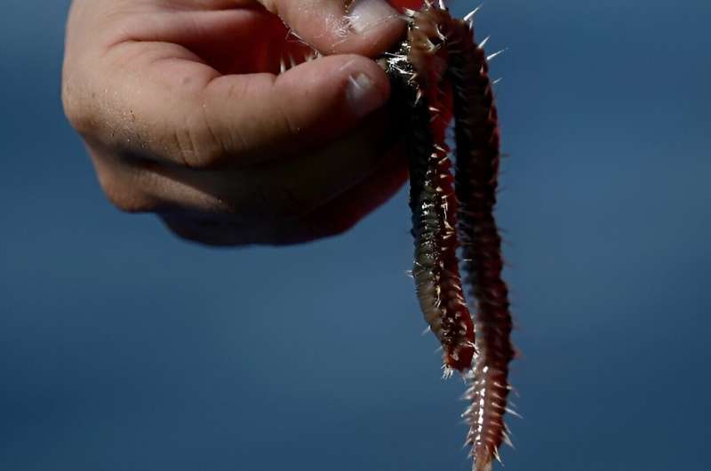 Bearded fireworms can regenerate, regrowing tails or heads if cut in half