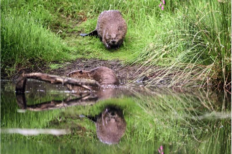 Beavers were reintroduced into the wild in Scotland in 2009