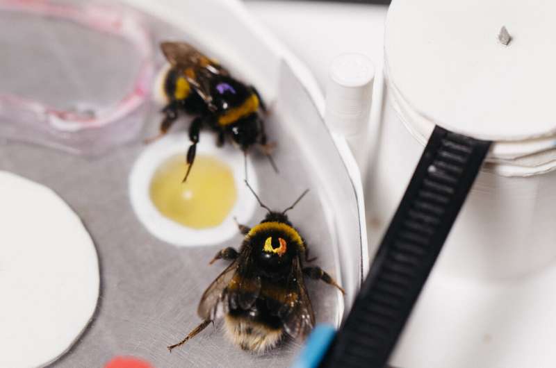 Bee-2-Bee influencing: Bees master complex tasks through social interaction
