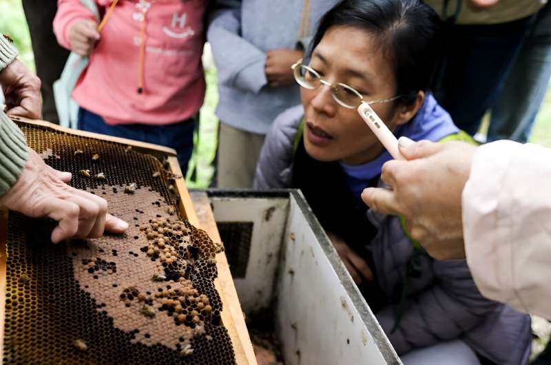 Bee populations around the world are facing disaster from overuse of pesticides, predatory mites and extreme temperatures due to climate change