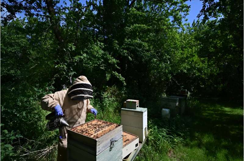 Beekeeper Lynne Ingram tends to a hive in Somerset