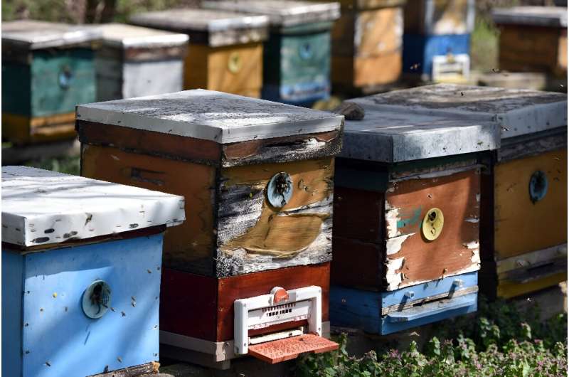 Beekeepers say honey production is down and prices have risen