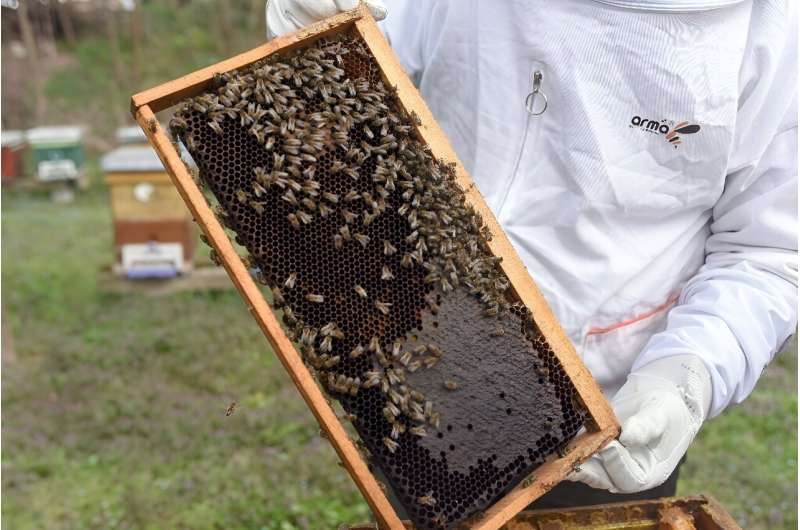 Beekeeping has surged in recent years in all regions of the country