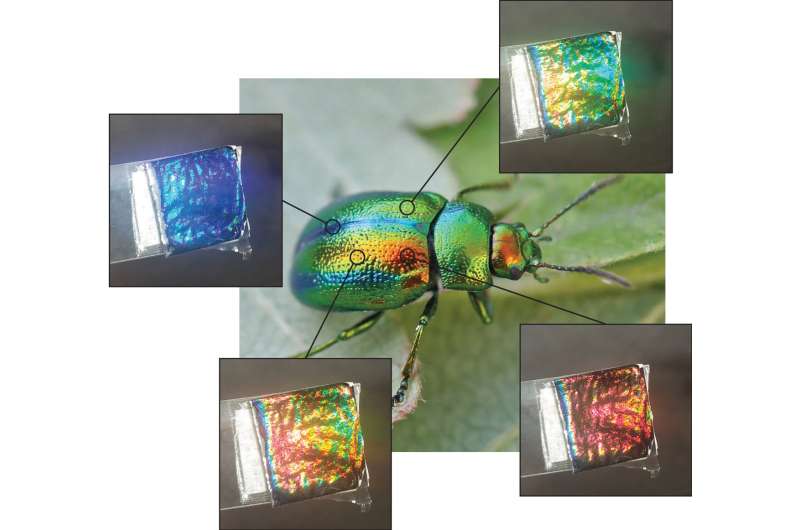 Beetles living in the dark teach us how to make sustainable colors