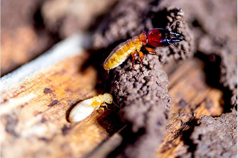 Being queen is all in this termite's head