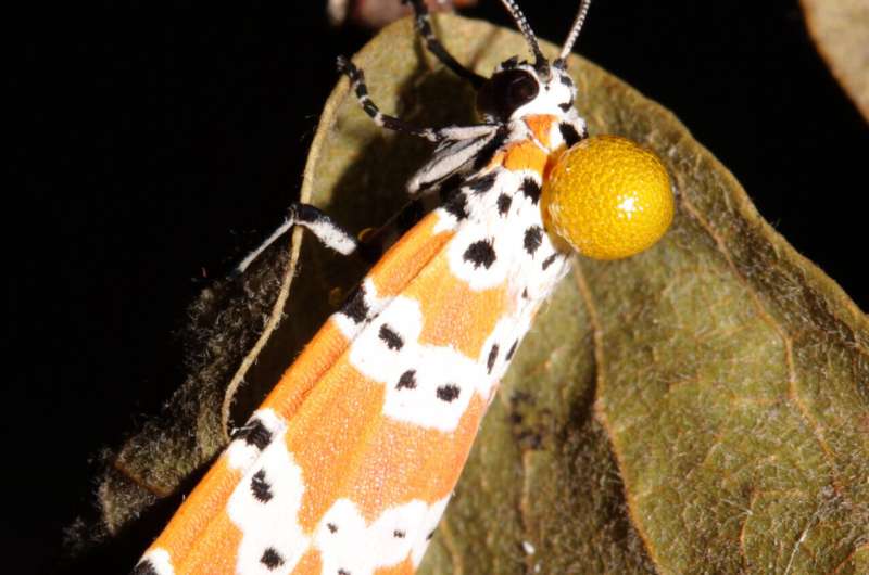 Bella moths use poison to attract mates. Scientists are closer to finding out how