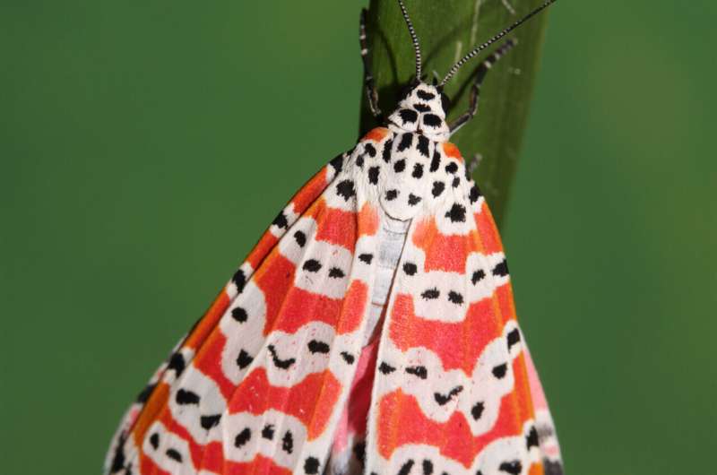 Bella moths use poison to attract mates. Scientists are closer to finding out how