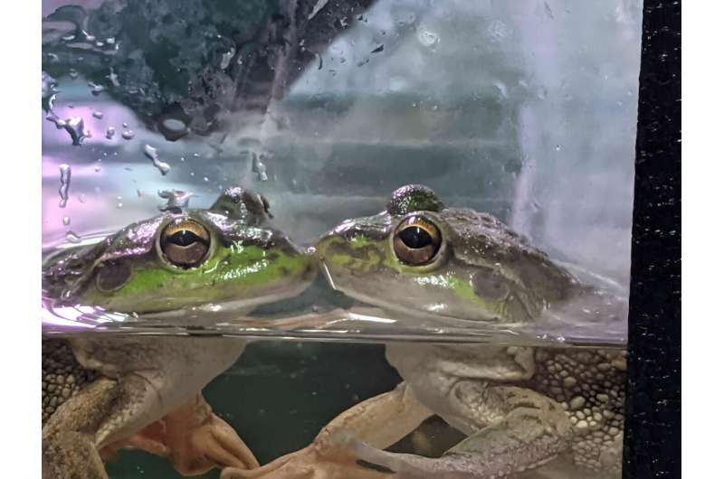Best way to breed frogs in captivity