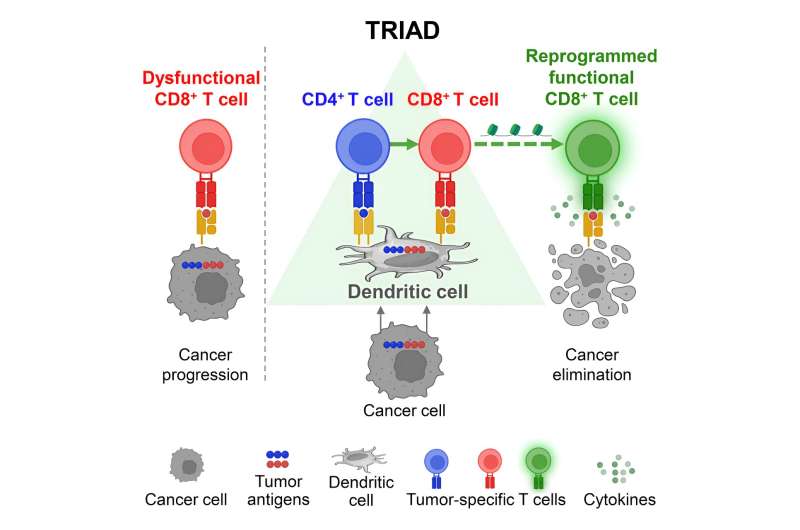 Better together: spatial arrangement of three immune cells is key to attacking tumors