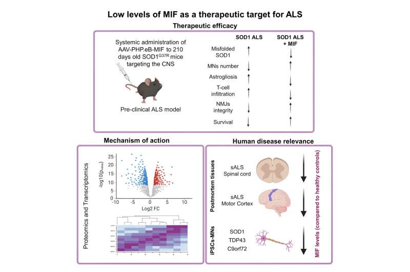 BGU researchers and colleagues discover therapeutic potential of increasing MIF protein levels as a novel approach for treating amyotrophic lateral sclerosis (ALS)