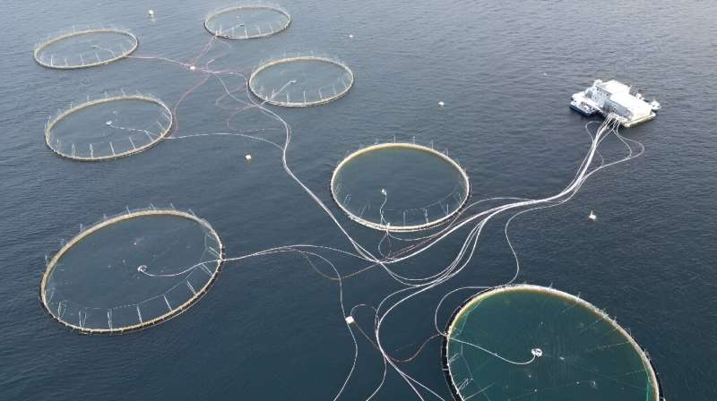 Big fish farms are under pressure to address the problem of dying salmon