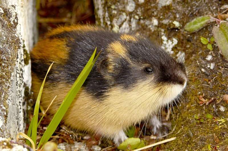 Big lemming populations are important for far more than just predators