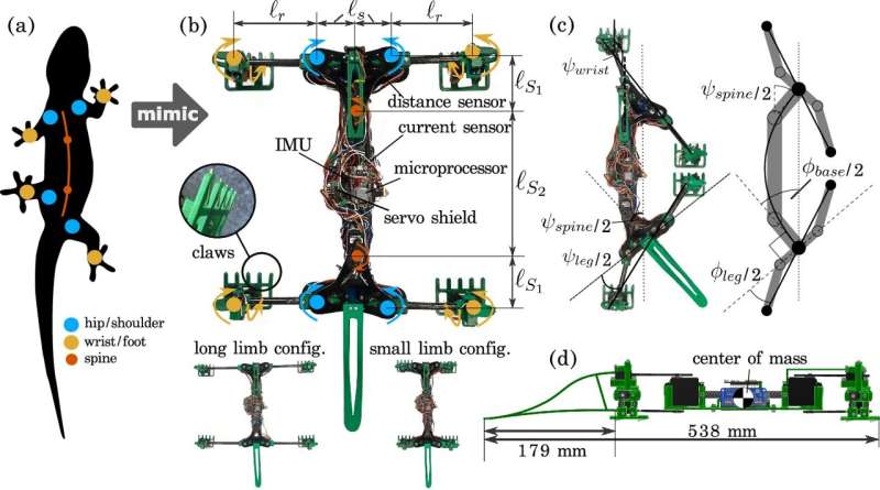 Bio-inspired lizard robot reveals what's needed for optimum locomotion