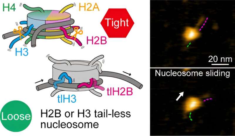 Biochemical tails tell a story