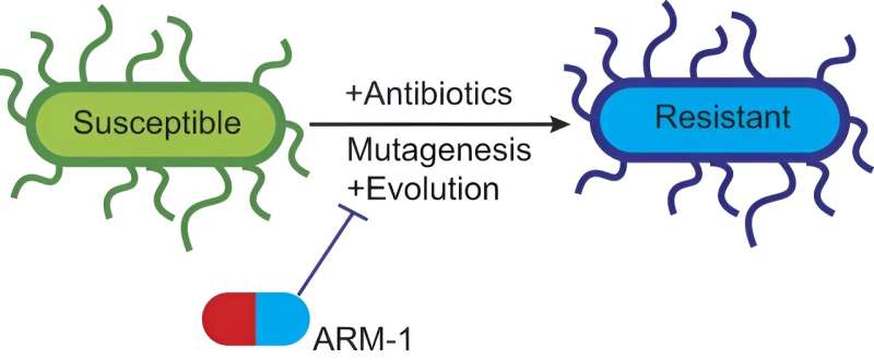Biochemists discover breakthrough anti-evolution compound to combat antibiotic resistance
