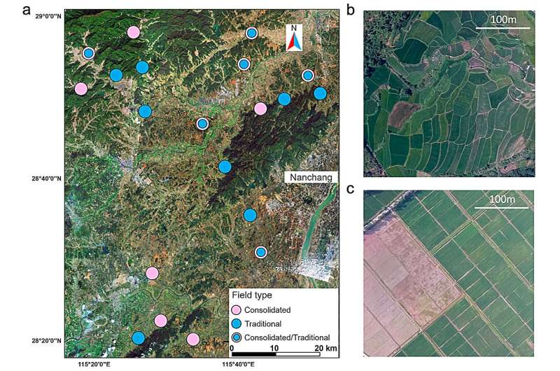 Biodiversity in the margins: Merging farmlands affects natural pest control