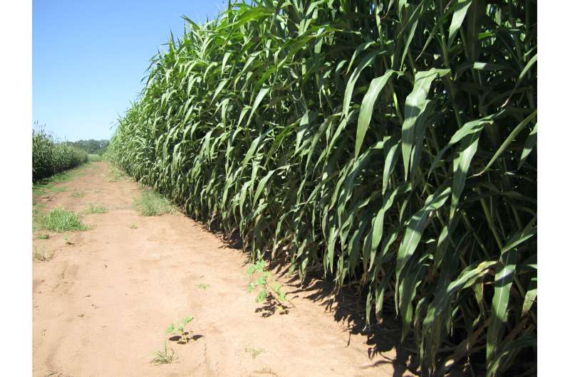 Bioenergy sorghum wax, a potentially valuable coproduct, enhances crop's resilience