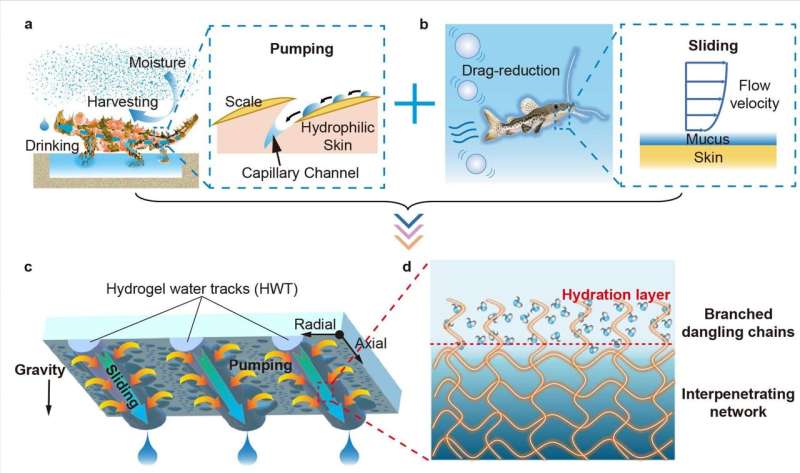 Bioinspired hydrogel pattern enhancing atmospheric water harvesting via directional droplet steering