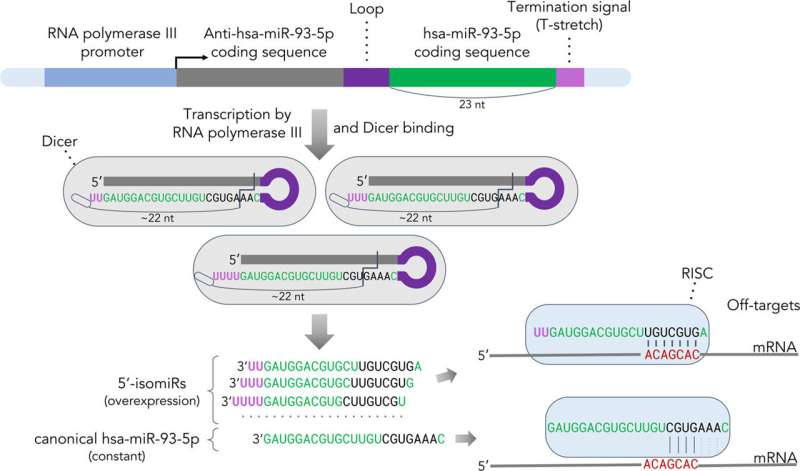 Biologists at HSE University warn of potential errors in microRNA overexpression method