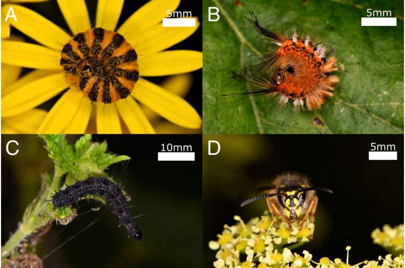 Biologists discover caterpillars are able to sense electrostatic fields generated by predators