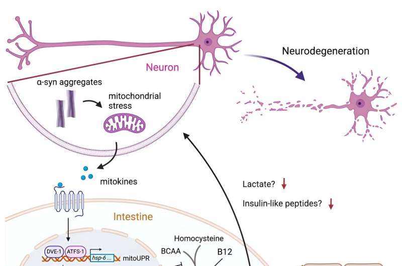 Biologists discover propionate supplementation as a potential treatment for Parkinson's disease