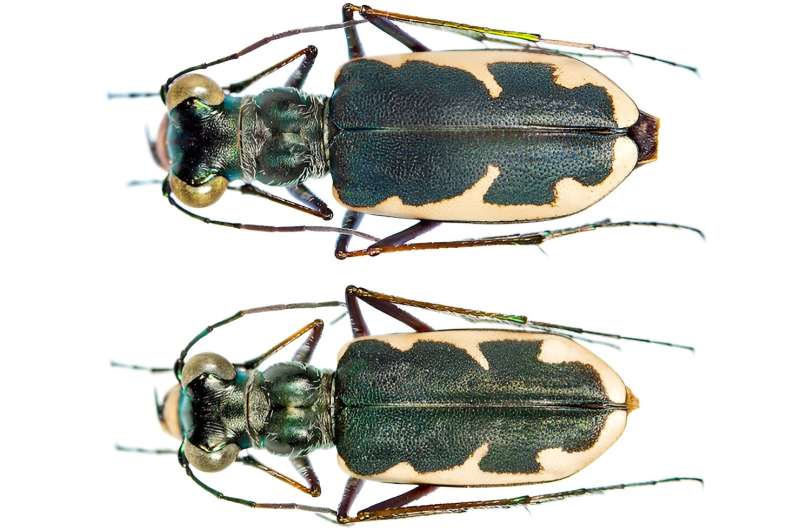Biologists uncover new species of tiger beetle: Eunota houstoniana