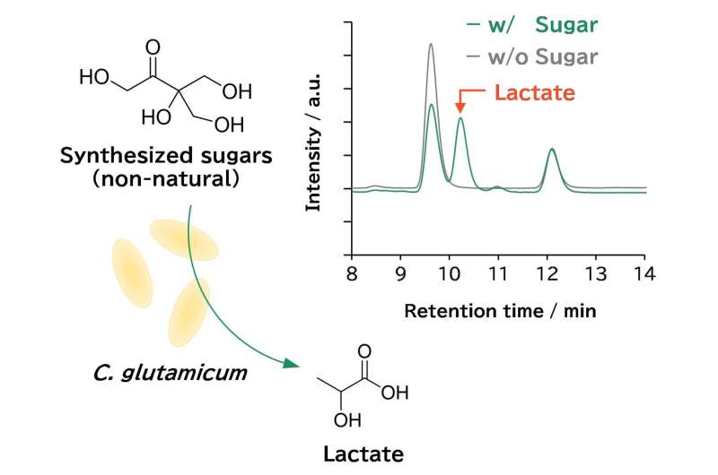 Biomanufacturing using chemically synthesized sugars enables sustainable supply of sugar without competing with food