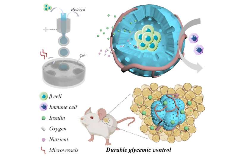 Biomimetic artificial islet model: A new way to control high blood sugar