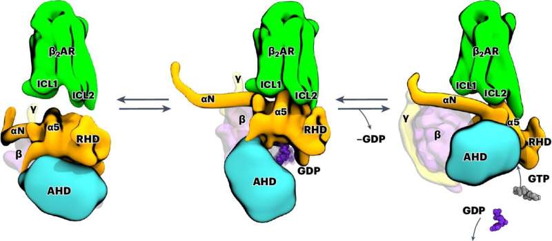 Biophysicists decipher functionality of adrenaline-binding receptor