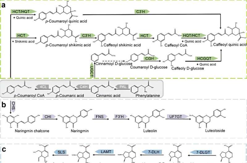 Biosynthesis, metabolic engineering and pharmacology of bioactive compounds from the Lonicera genus