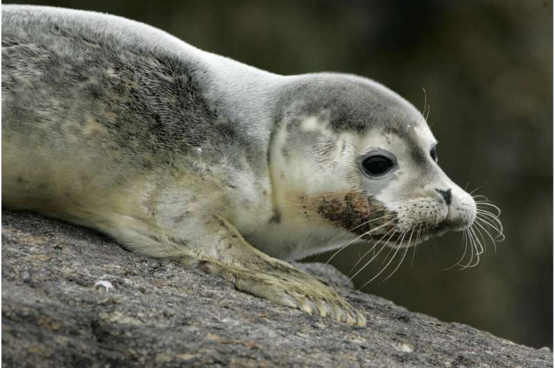 Bird flu is causing thousands of seal deaths. Scientists aren't sure how to slow it down
