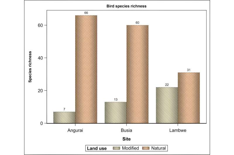 Bird species are disappearing at an alarming rate in Kenya, study finds