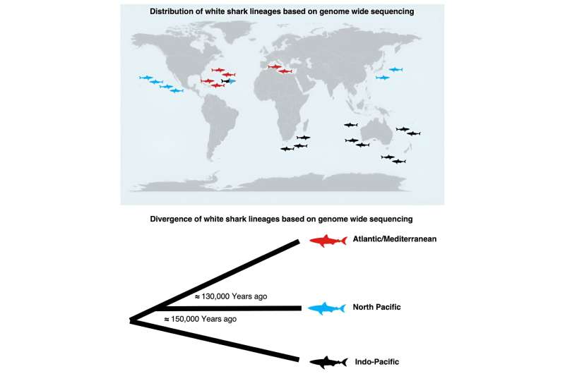 Birds of a feather flock together but great white sharks have swum apart 'forever'