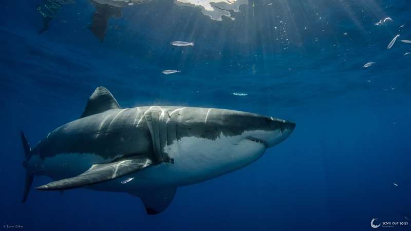 Birds of a feather flock together but great white sharks have swum apart 'forever'