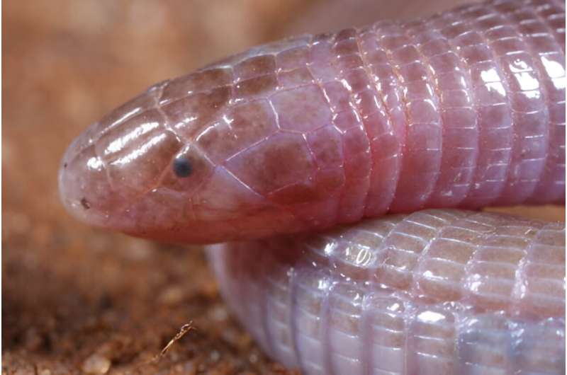 Bizarre Snake-Like Worm's Secrets Revealed in CT Scans